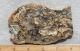 Coprolite Rock Slab 174