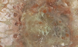 Coprolite Rock Slab 171