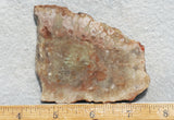 Coprolite Rock Slab 171