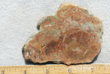 Coprolite Rock Slab 185