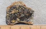 Coprolite Rock Slab 168