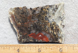 Coprolite Rock Slab 184