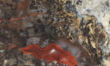 Coprolite Rock Slab 184