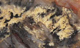 Coprolite Rock Slab 196
