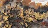 Coprolite Rock Slab 191