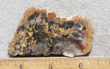 Coprolite Rock Slab 191