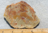 Coprolite Rock Slab 186