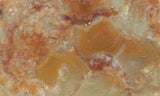 Coprolite Rock Slab 186