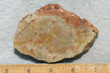 Coprolite Rock Slab 193