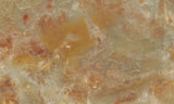Coprolite Rock Slab 193