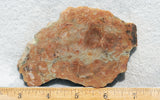 Coprolite Rock Slab 175