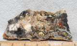 Coprolite Rock Slab 159