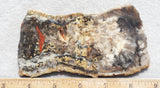 Coprolite Rock Slab 158