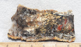 Coprolite Rock Slab 156
