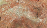 Coprolite Rock Slab 179