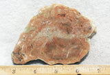 Coprolite Rock Slab 179