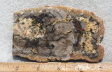 Coprolite Rock Slab 165