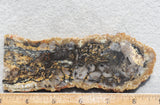 Coprolite Rock Slab 161