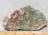 Coprolite Rock Slab 157