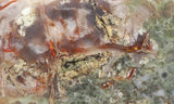 Coprolite Rock Slab 157