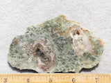 Coprolite Rock Slab 177