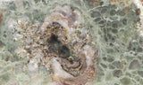 Coprolite Rock Slab 177