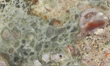 Coprolite Rock Slab 160