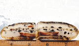 Rock Slab Sets S168