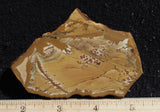 Owyhee Jasper Rock Slab 464