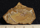 Owyhee Jasper Rock Slab 464