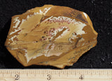 Owyhee Jasper Rock Slab 425