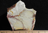 Willow Creek Jasper Rock  Slab 817