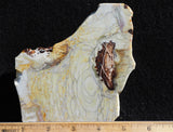 Willow Creek Jasper Rock  Slab 823