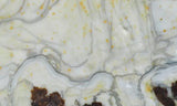 Willow Creek Jasper Rock  Slab 818