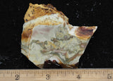 Willow Creek Jasper Rock  Slab 861