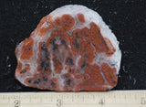 Texas Plume Agate 483