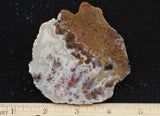 Texas Plume Agate 469