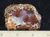 Texas Plume Agate 476