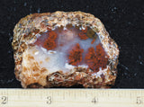 Texas Plume Agate 476