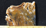 Bull Canyon 351