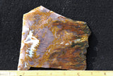 Bull Canyon 364