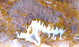 Bull Canyon 364