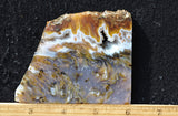 Bull Canyon 381