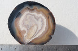 Brazilian Agate Polished Rock Slab 198