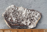 Snowflake Laguna Slab 411