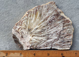 Snowflake Laguna Slab 407