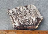 Snowflake Laguna Slab 421