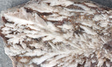 Snowflake Laguna Slab 423