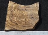 African Queen Picture Jasper Slab 21