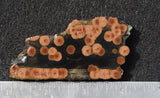 Peanut Obsidian Rock Slab 291
